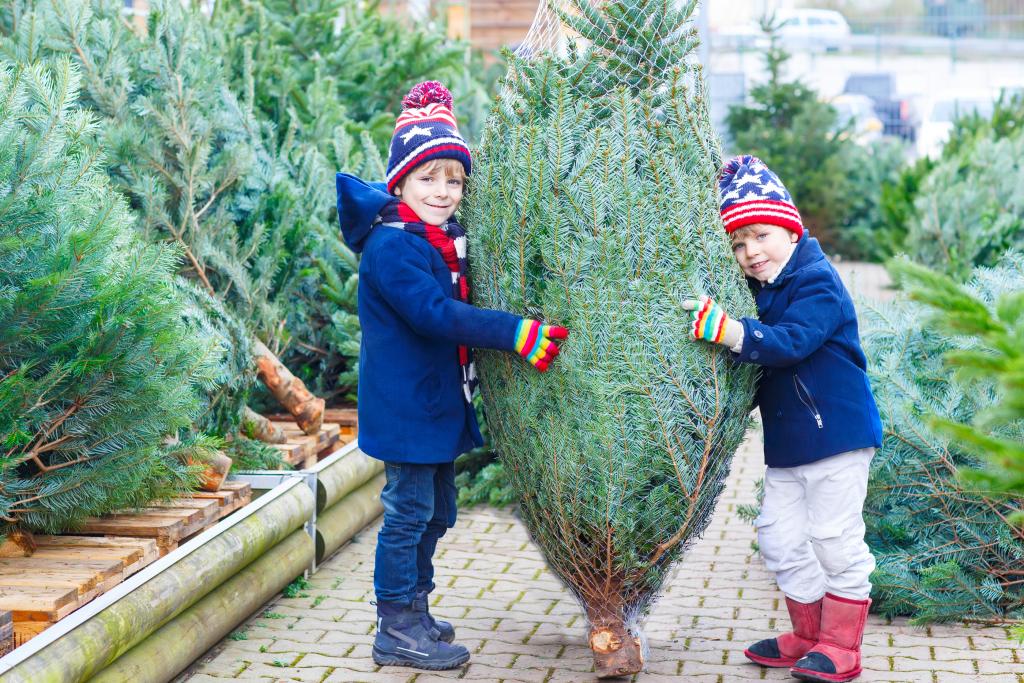 prodaja božičnih dreves