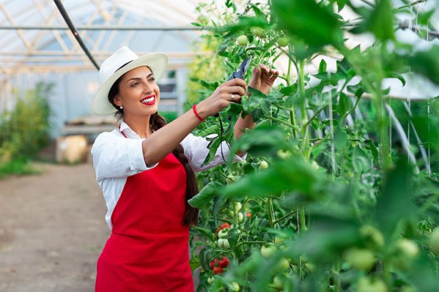 Rastlinjaki – rešitev za podjetnike, ki se ukvarjajo s pridelavo zelenjave