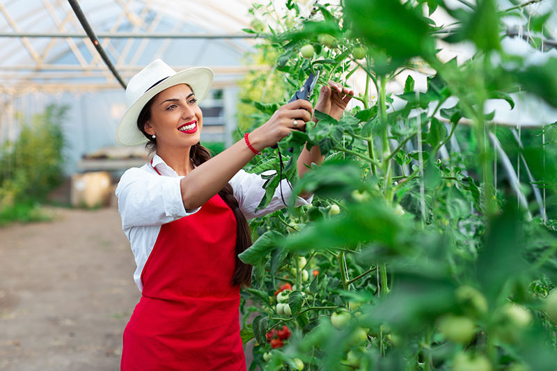 Rastlinjaki – rešitev za podjetnike, ki se ukvarjajo s pridelavo zelenjave